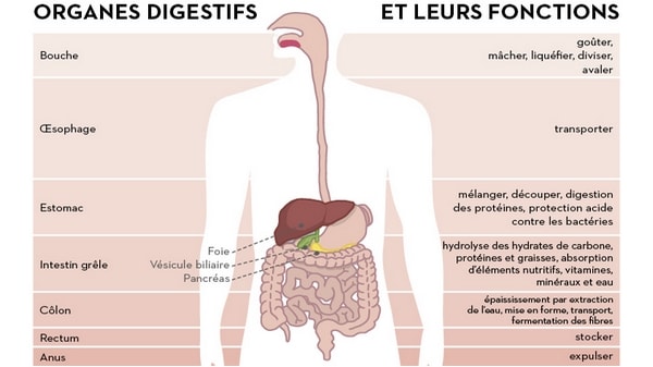 L appareil Digestif Humain Coach Parangon L appareil Digestif Humain Coach Parangon
